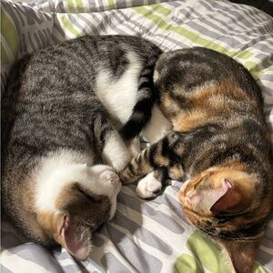 Meet your Posher, Rael